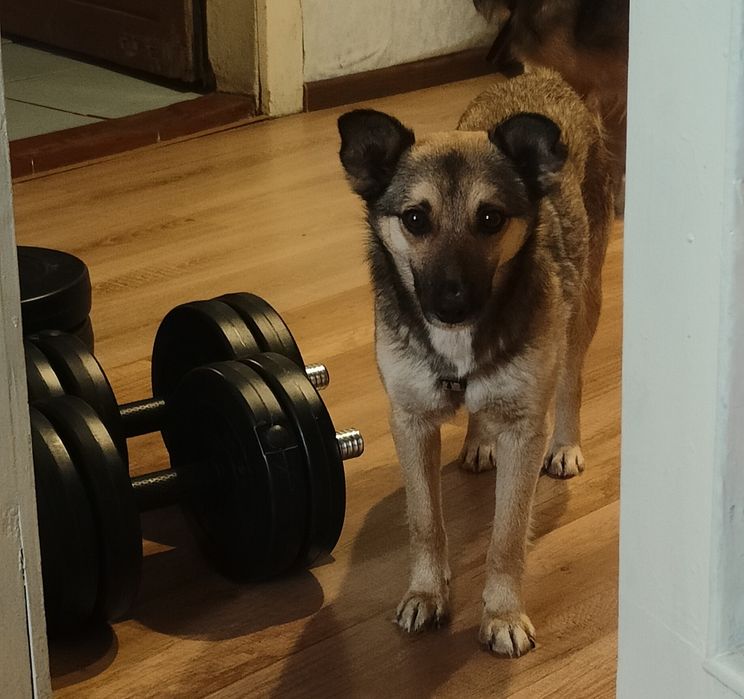 Собачка шукають дім!