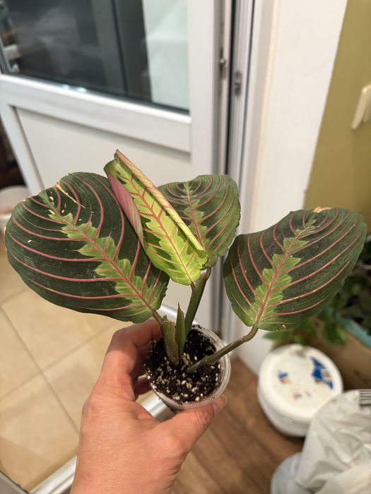 Маранта Fanscinator, Lemon Lime, Бьюті кім