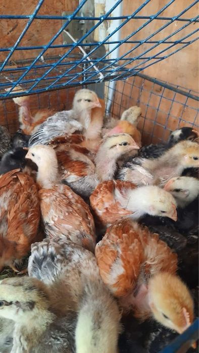 Птиця добова та підрощена