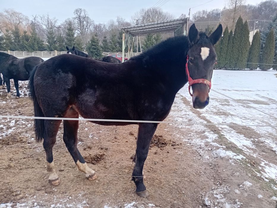 Klaczka z marca 2024 roku.