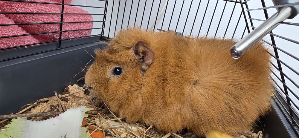 Морська свинка хлопчик