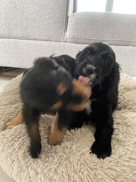 Cocker Spaniel Suczka Black