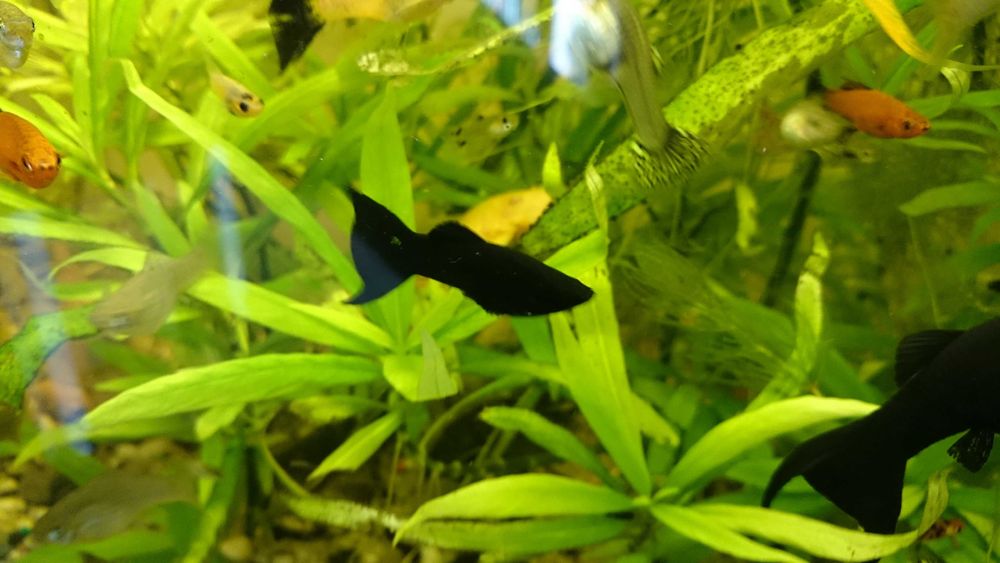 Narybek molinezji ostroustych - 1-2 cm    30 szt za 50 zł