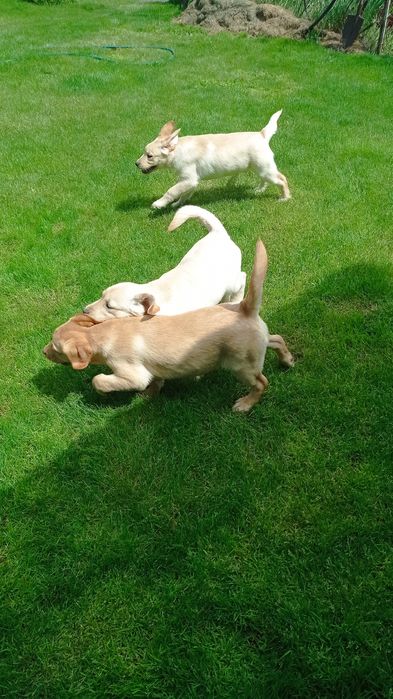 Лабрадори з документами