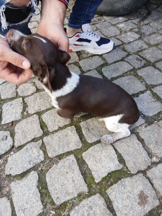 Cadelinha para adoção