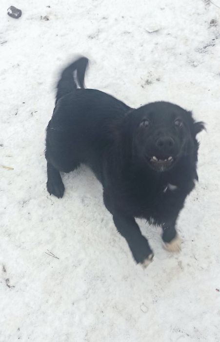 Цуценята 6 місяціа