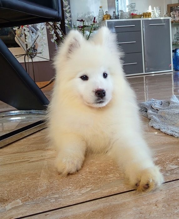 Maluszek Samoyed ZKwP FCI