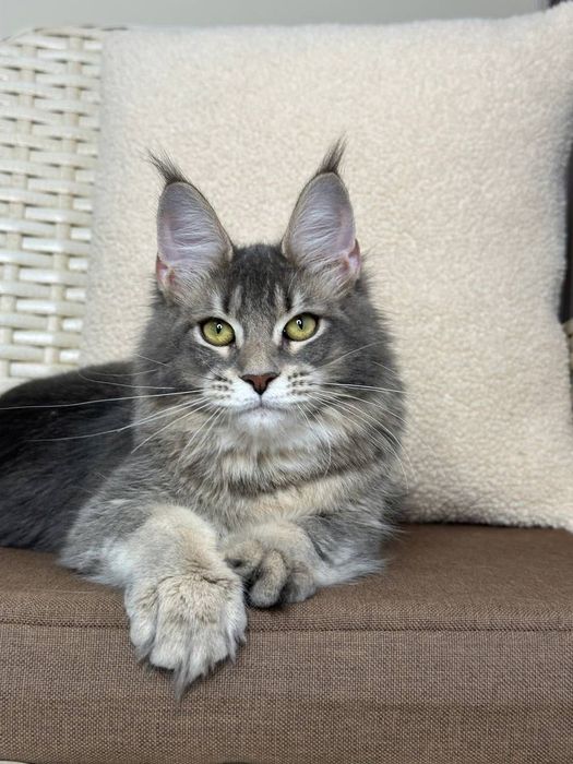 Azura-Kotka Maine Coon