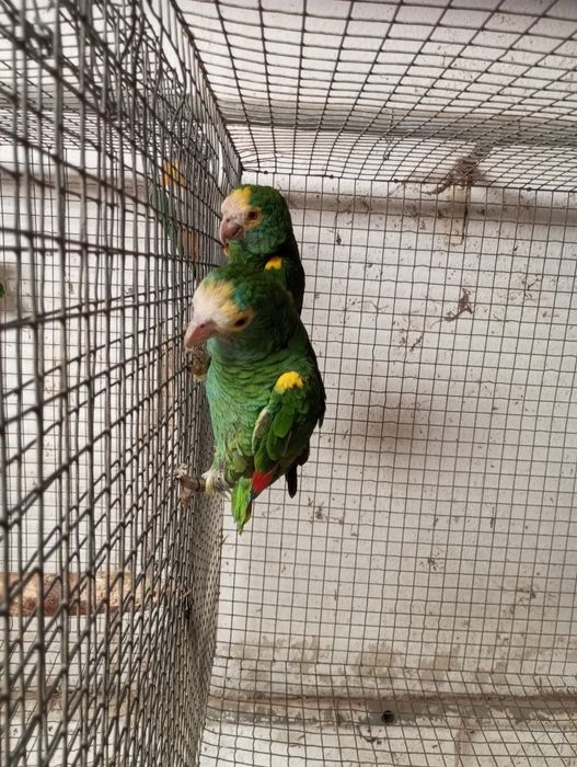Casal reprodutor amazonas barbadensis