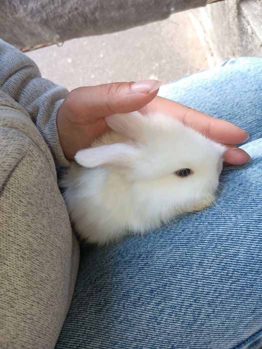Vendo coelhos de estimação