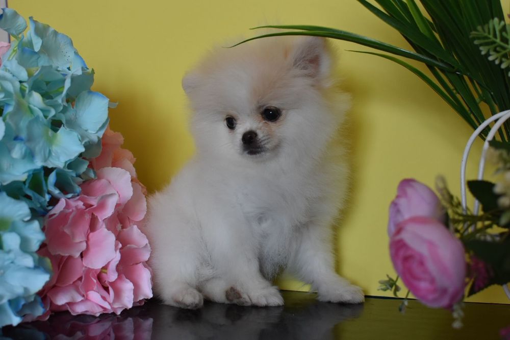 Міні дівчинка шпіцуля