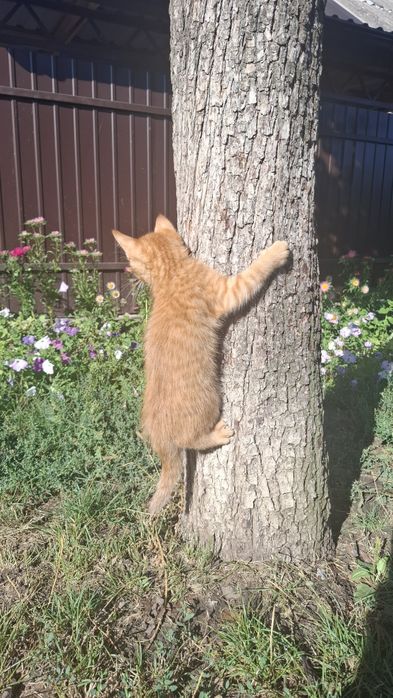 Котики в найдобріші руки