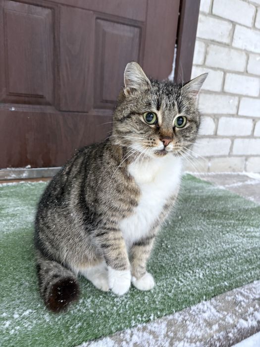 Вулична добра та лагідна киця шукає сімʼю