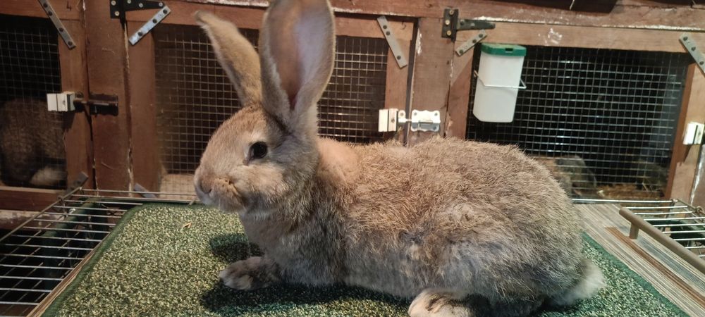 Króliki Olbrzym szary