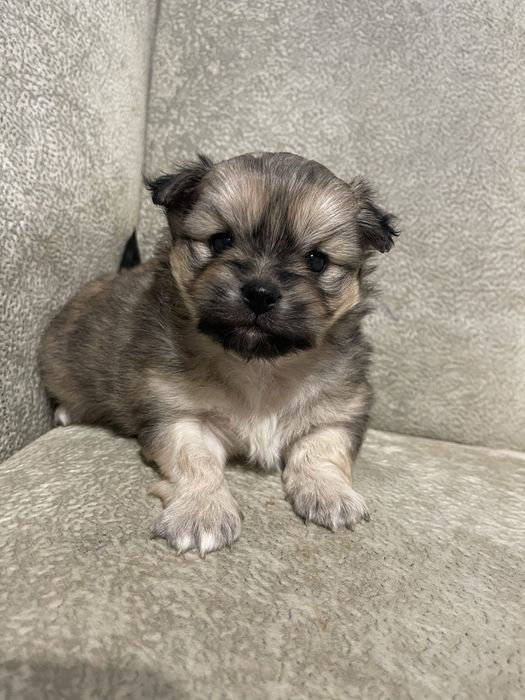 Віддамо в добрі руки