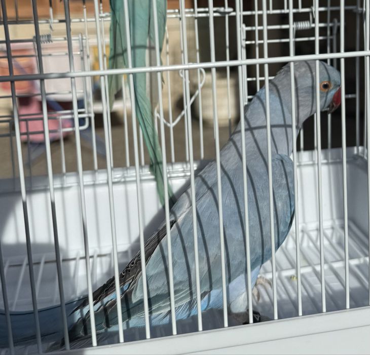 Ring neck femea violeta opalina