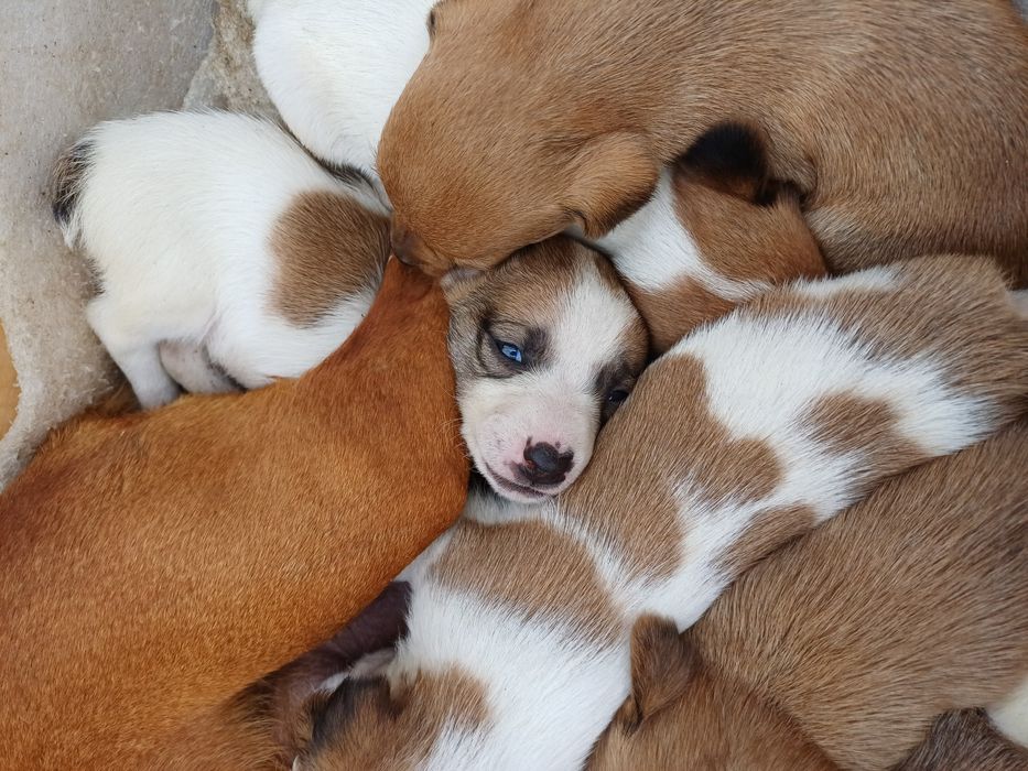 Цуценята  Джек Рассел тер'єр