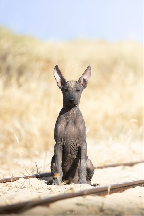 Lyborius Legacy - Cão Sem Pelo do Mexico
