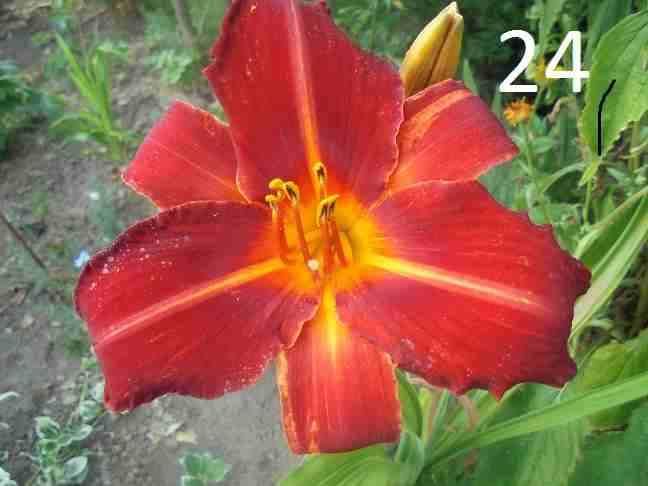Liliowce- liliowce