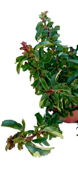 Pyracantha Coccinea arbusto para sebes