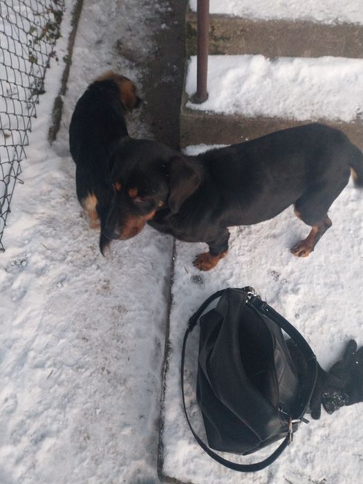 Oddam pieska w dobre ręce