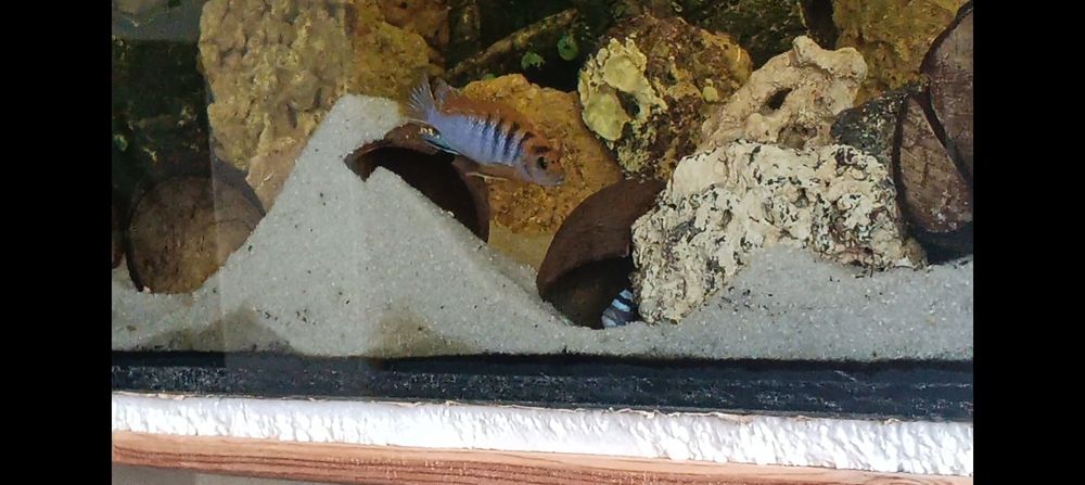 Crias Hongi sp. Ciclideo