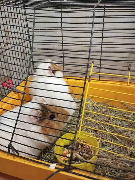 Продам морских свинок.