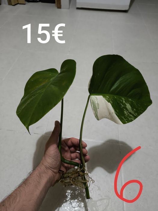 Cutings de monstera albo variegata