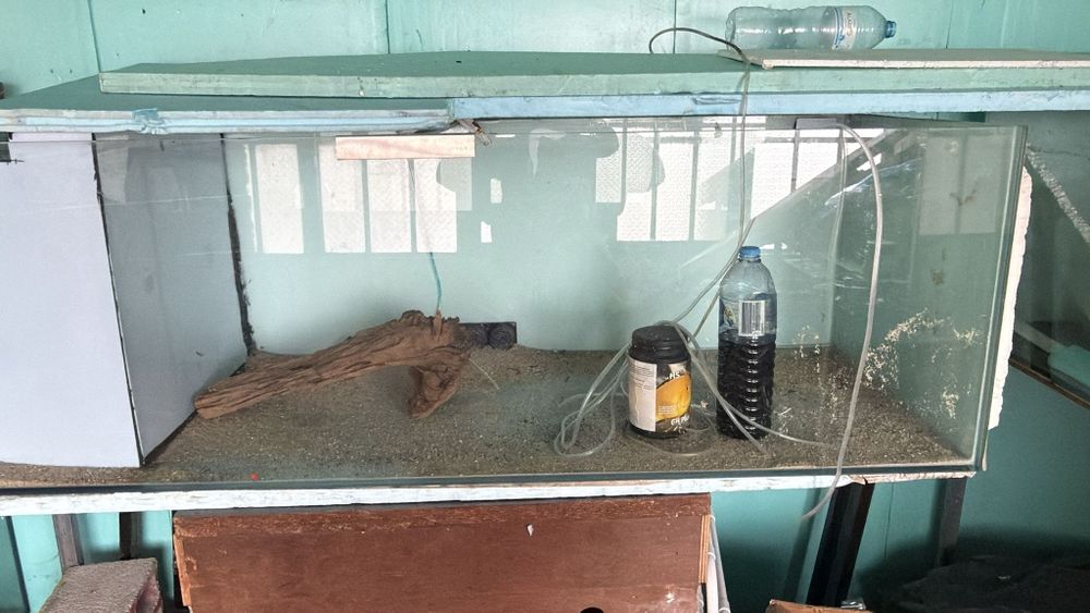 Aquários  para peixes ornamentais