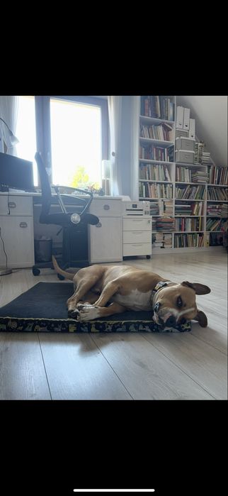 Oddam amstaffa w dobre ręce