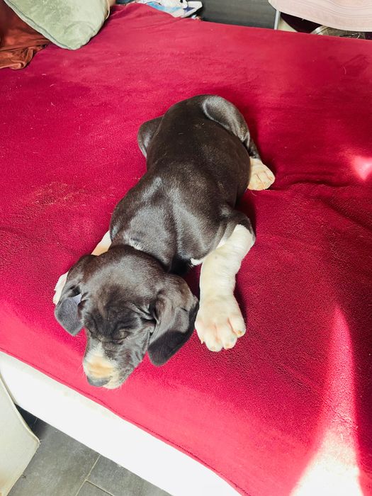 dog alemão macho