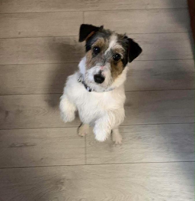 Jack Russell Terrier – młody, pełen energii, zadbany