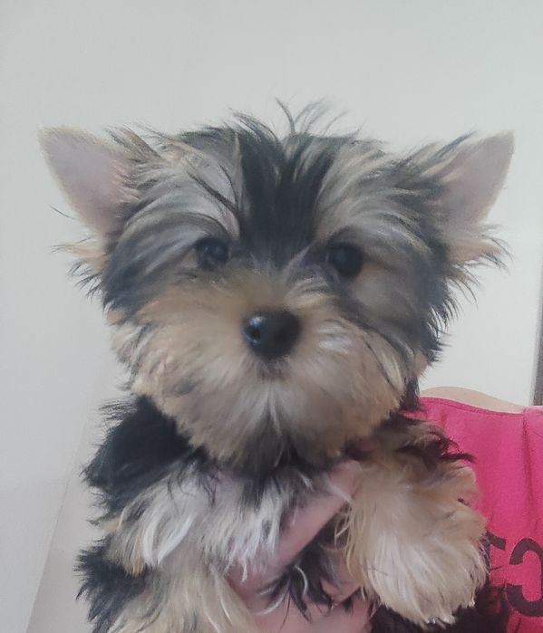 Йорки, 2 мальчика. КСУ.