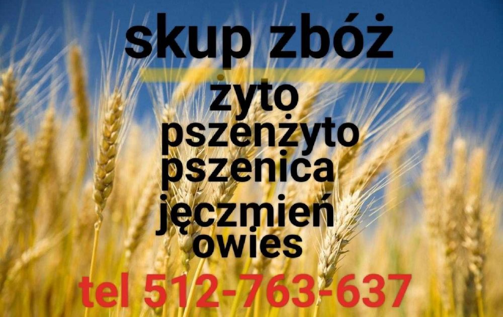 Skup zbóż: żyto, pszenżyto, pszenica,