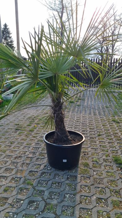 Palma trachycarpus fortunei  pien 40 cm wys calk 170  500zl