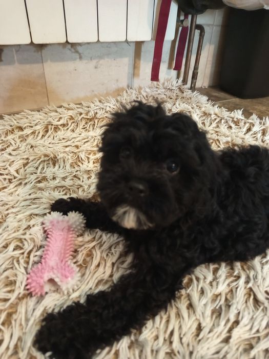 Szczeniak Cavapoo