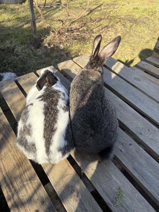 Продаються молоді самички та самчики