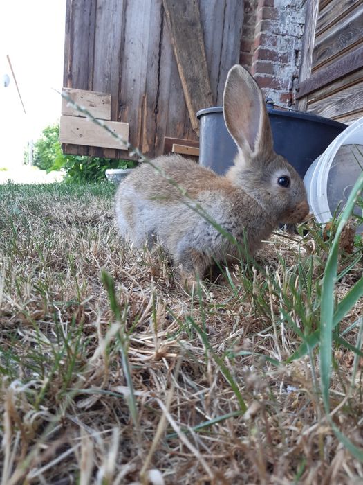 Króliki na sprzedaż