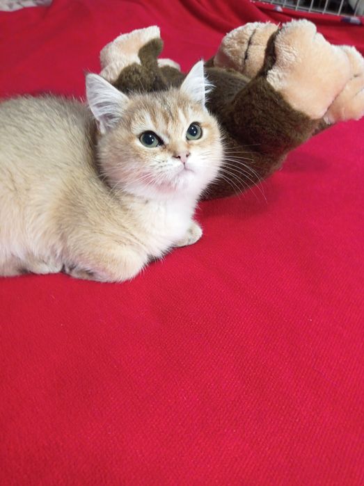 Британські кошенята