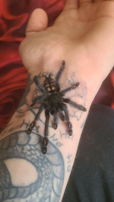 Psalmopeus irminia