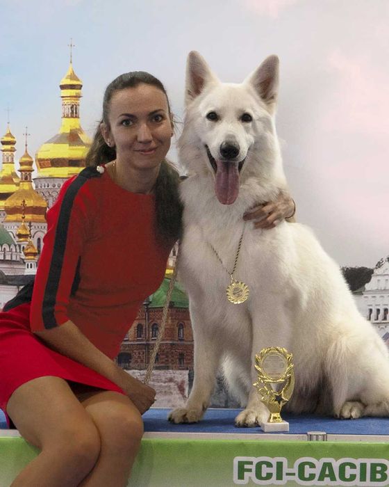 Довгошерсті цуценята БШВ біла швейцарська вівчарка КСУ з ген.тестами