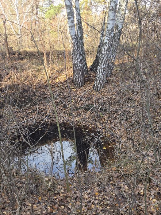 Дача у сосновому лісі біля Дніпра! Стовп’яги, СТ «Славутич»