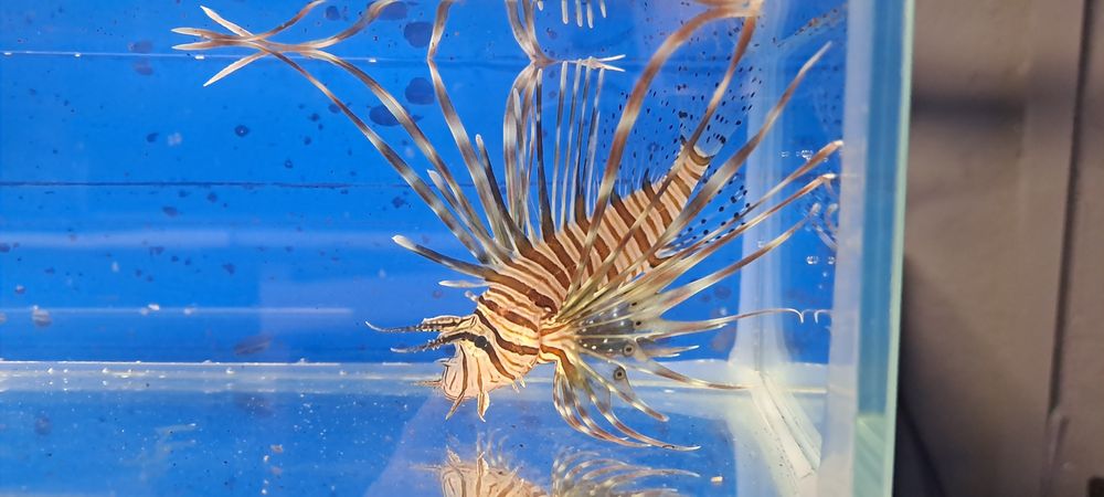 Pterois volitans black Skrzydlica