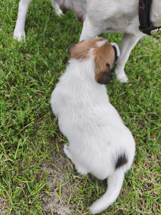 Jack Russell Terrier