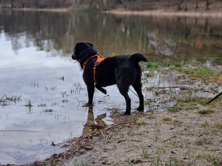 Lusiek na tropie domu