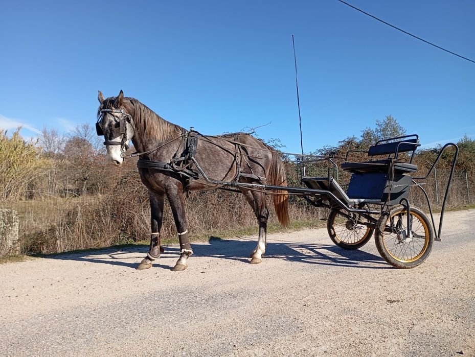 Vendo cavalo KWPN.  Cavalo muito manso bem montado muito muito bem eng