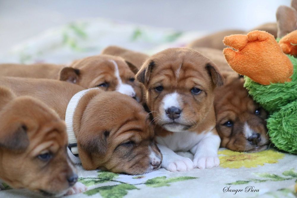 Suczka szczenię Basenji
