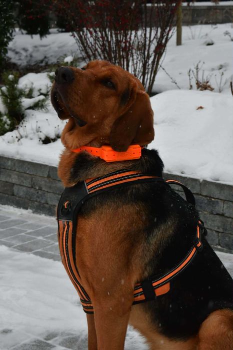 Lokalizator GPS dla psa bez abonamentu WODOODPORNY