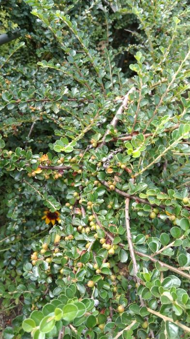 Кизильник горизонтальный