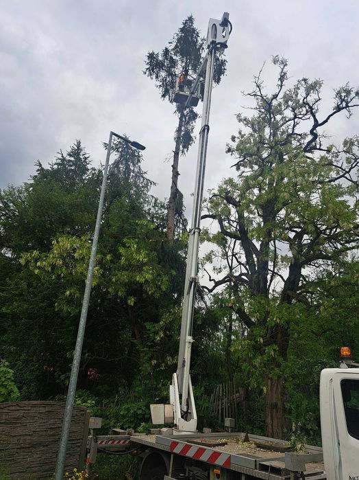 Wycinka i podcinka drzew
